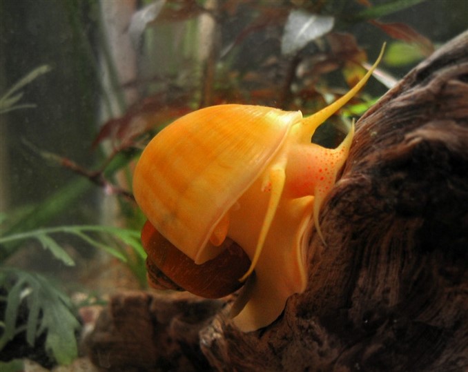 mystery snail on wood