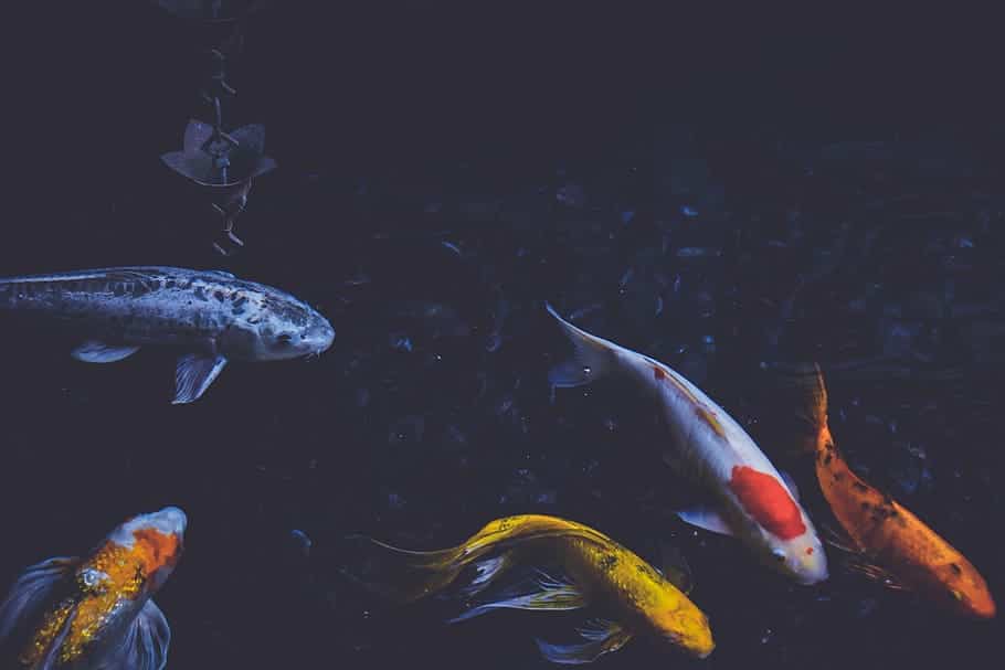 koi fish in dark pond