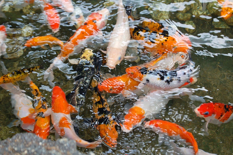 Koi fish with various colors