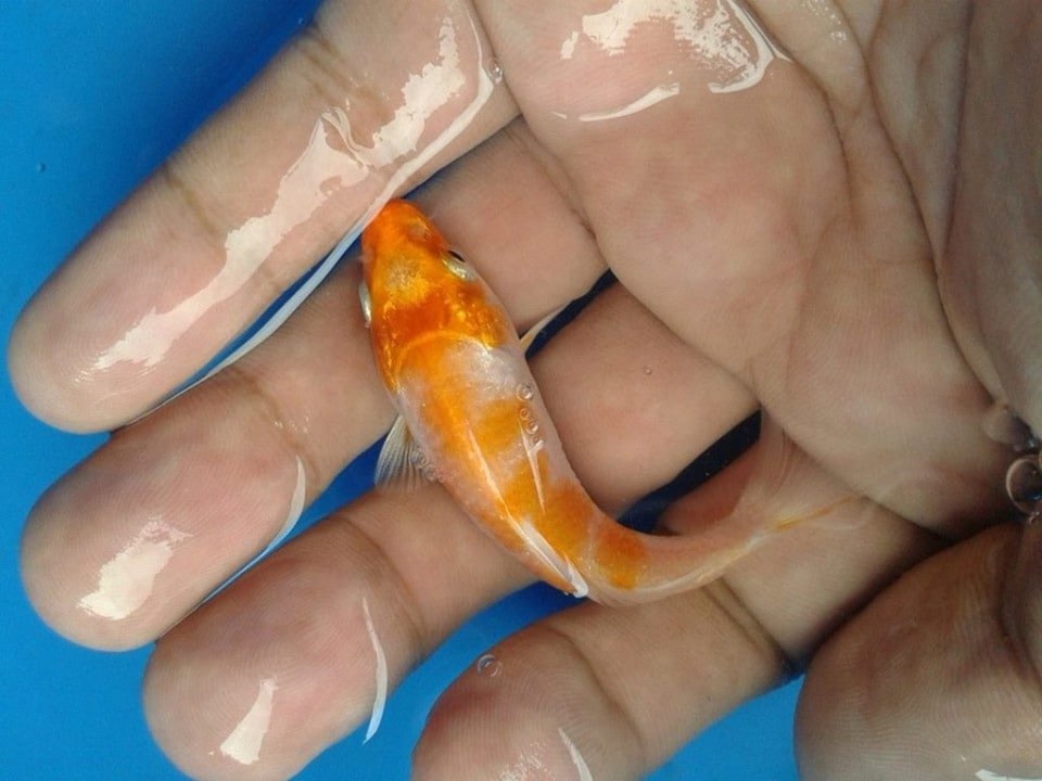 very small koi fish
