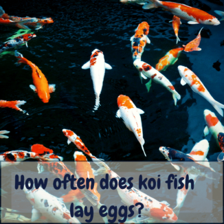 How often does koi fish lay eggs