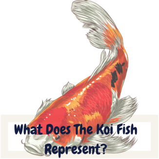 what does the koi fish represent