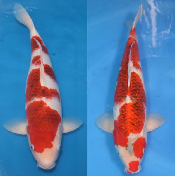 Goromo Koi fish