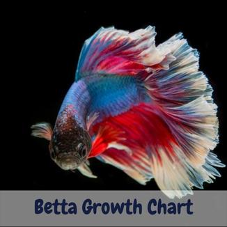 Betta Growth Chart
