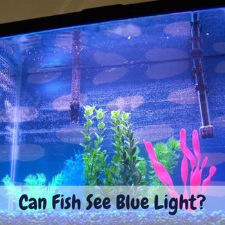 Can Fish See Blue Light
