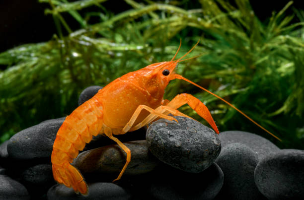 live baby orange crayfish