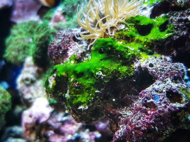 Green cyanobacteria attached on the rock in reef aquarium tank