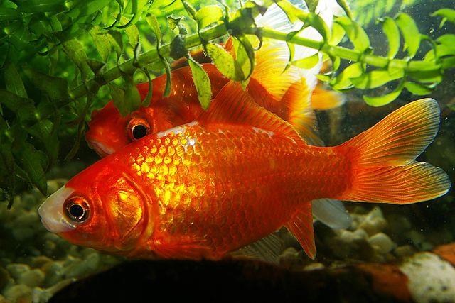 Goldfish Are Great Tank Mates