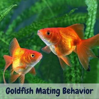 Goldfish mating behavior