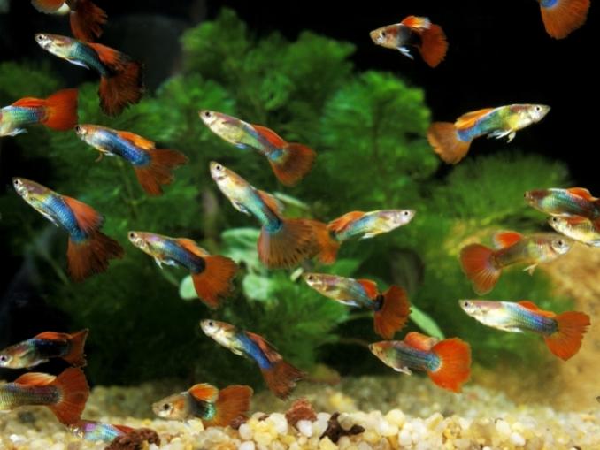 Overcrowded guppies