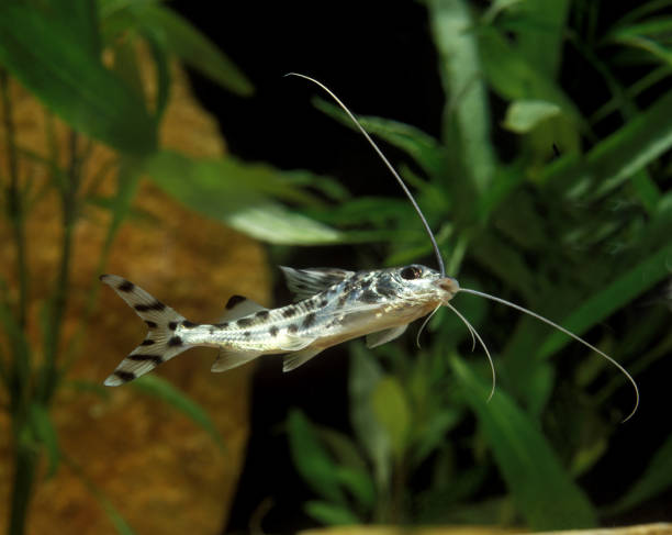 Pimelodus Catfish