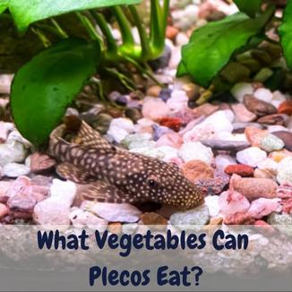 What vegetables can plecos eat