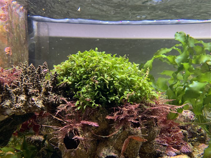 algae in tank