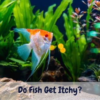 do fish get itchy