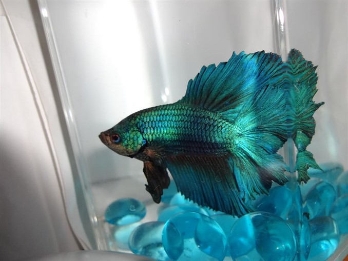 tips for growing betta size
