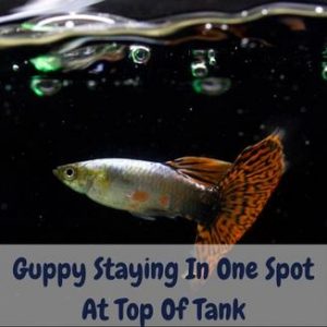 guppy staying in one spot at top of tank