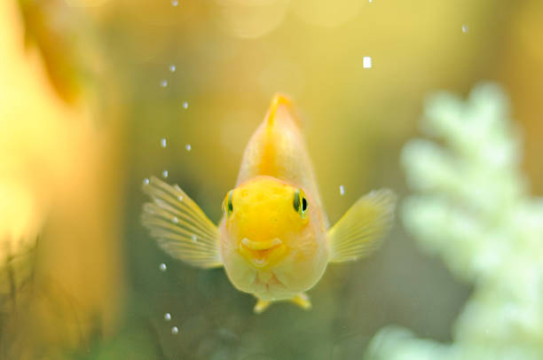 happy smiling gold parrot fish