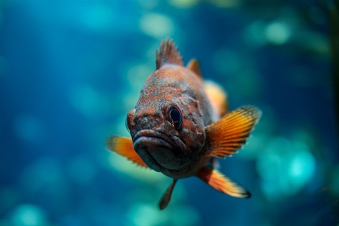 swimming oscar fish