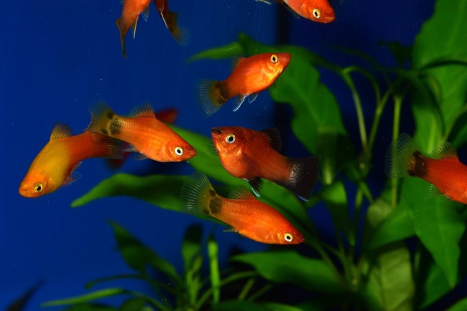 group of platy fish