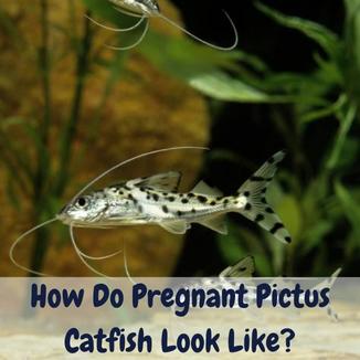 How Do Pregnant Pictus Catfish Look Like?