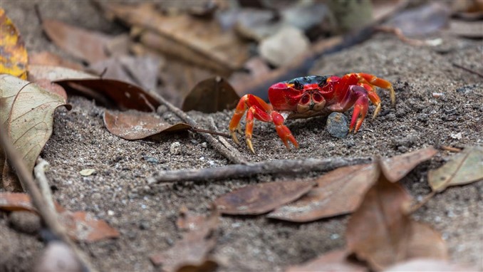 red claw crab on sand