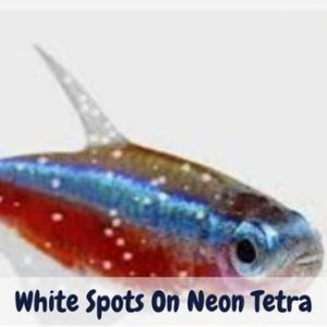 white spots on neon tetra