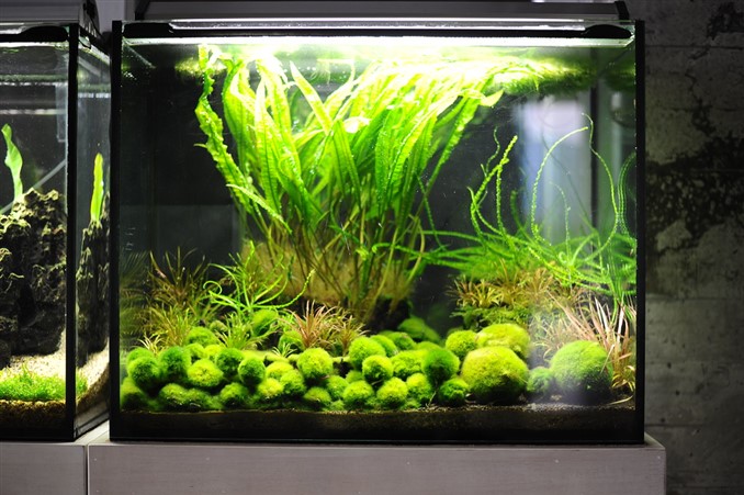 aquarium with moss ball