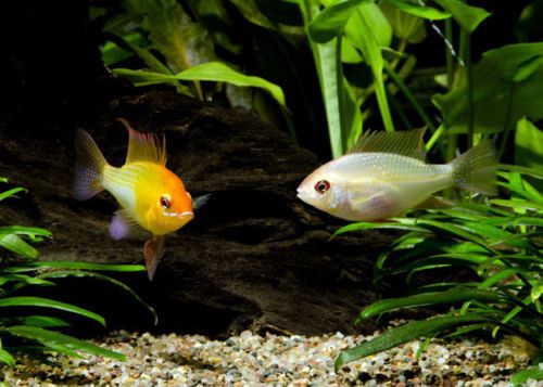 couple of gold rams