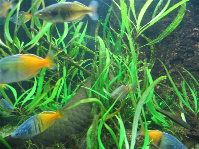 fish in tank