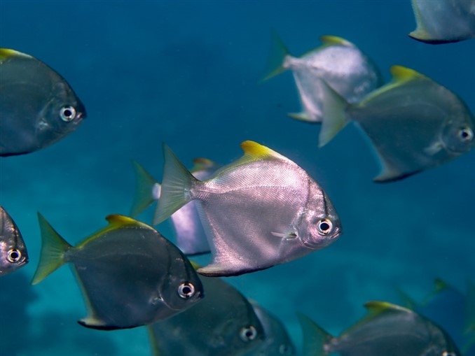 group of mono fish