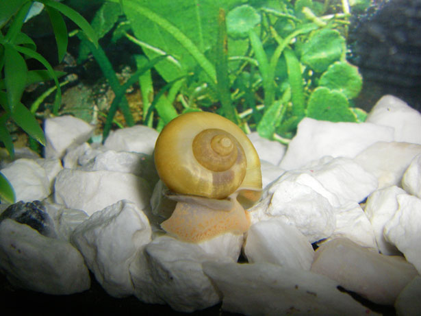 mystery snail on rocks