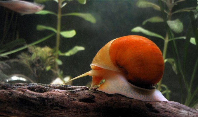 mystery snail on wood