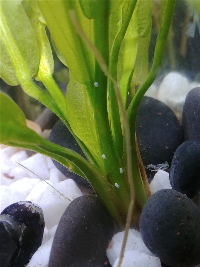 nerite snail eggs on plants