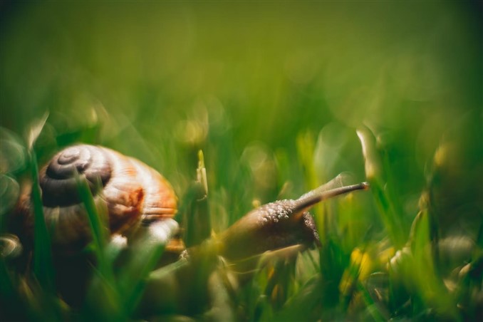 ramshorn snail on grass