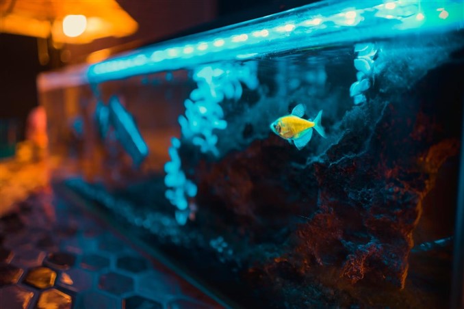 small fish in tank