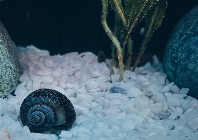 snail in aquarium