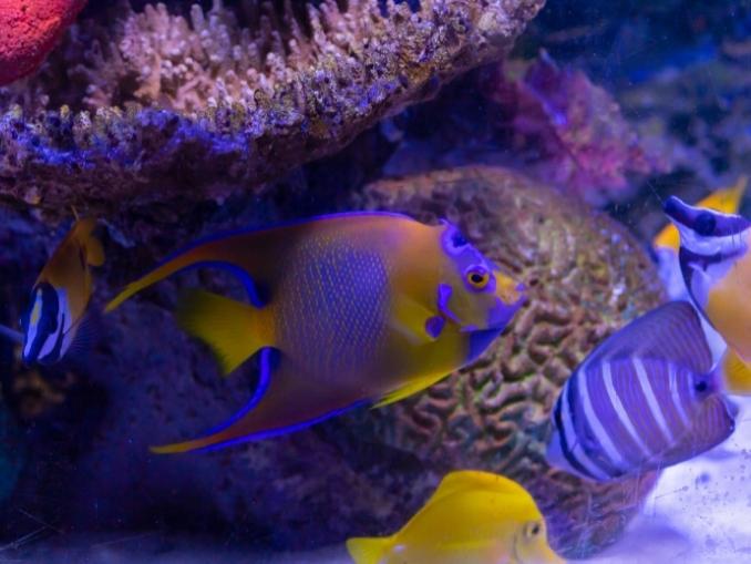 tropical fish under UV light