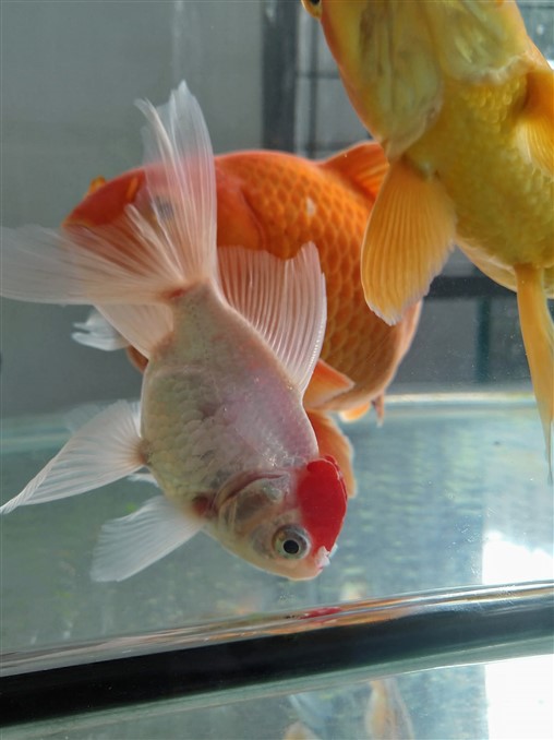 goldfish with red gill