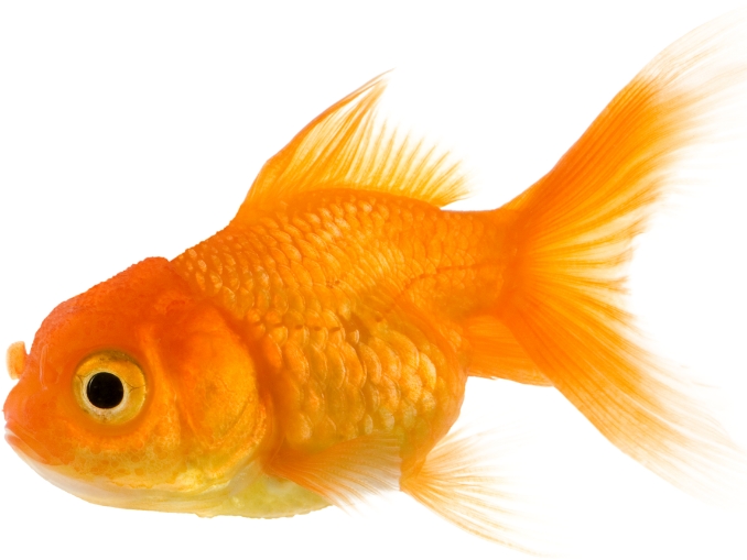 normal color of goldfish's gill
