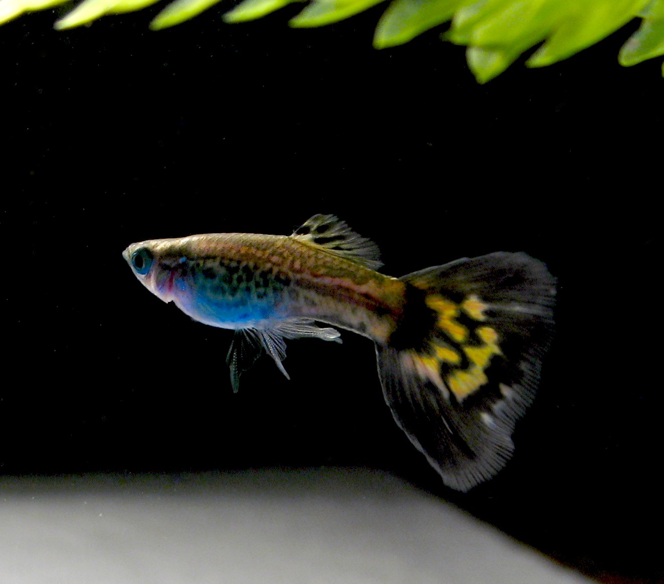 Pay Attention To The Color Of The Guppy Fin