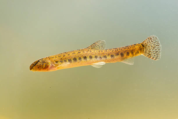 Weather loaches belong to the family Cobitidae.