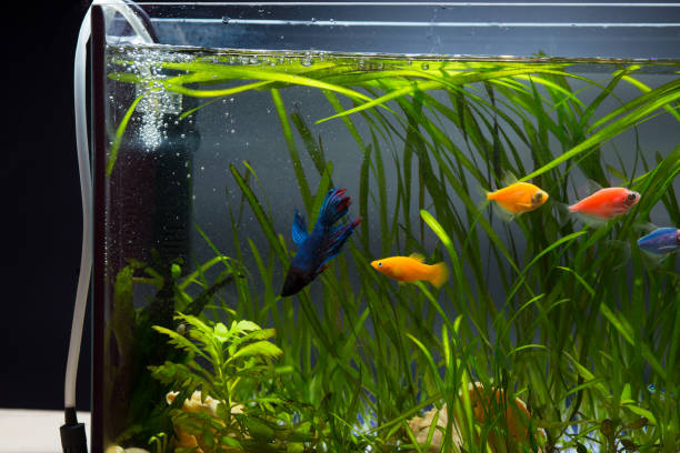 There are many causes of too much oxygen in fish tanks
