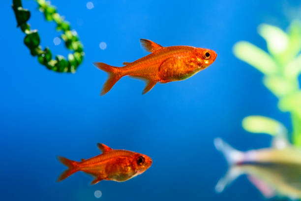 An ember tetra usually lays 20 to 40 eggs per time.