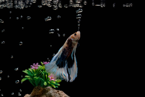 Betta in aquarium with bubbles