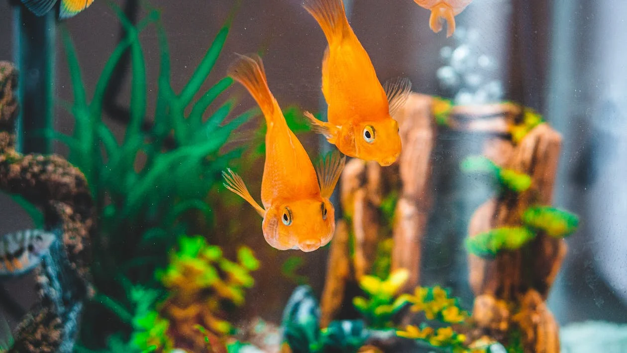 The Male Goldfish Will Chase The Female One When It Lays Eggs