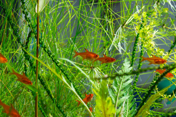 Ember tetras can consume their tiny babies and eggs. Source