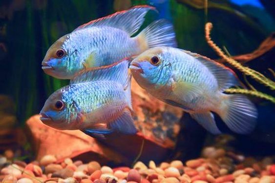 Electric blue acaras are native to the South and Central regions of South America.