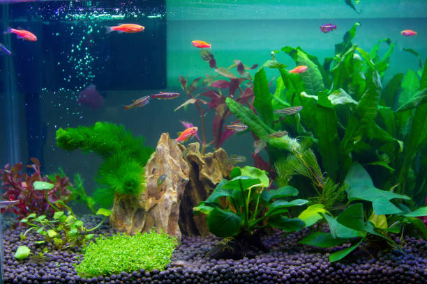 Avoid adding rocks found in nature to your aquarium