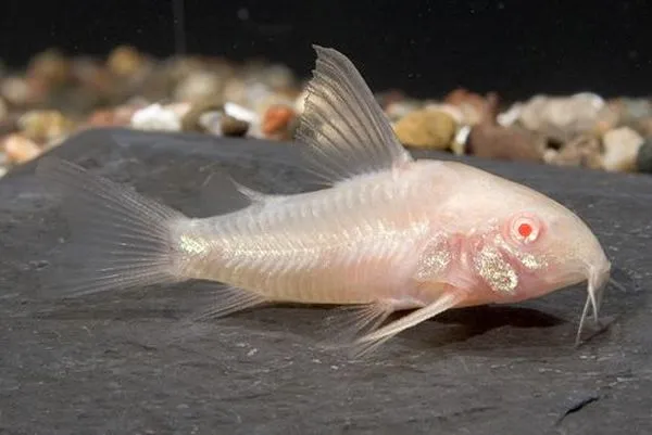 Albino Cories are serene area fish.