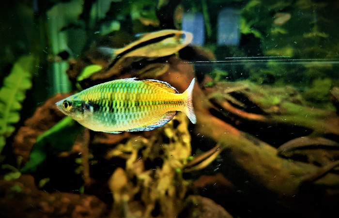 Colorful Rainbow Fish